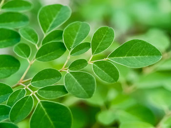 Close-up of green leaves