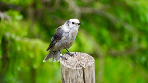 Close-up of bird perching on wooden post