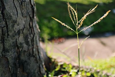 Close-up of plant growing on tree