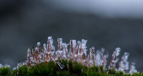 Close-up of plants during winter