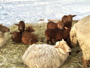 High angle view of sheep on field