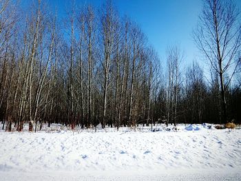 Bare trees on snow covered landscape