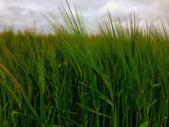 Close-up of wheat growing on field against sky