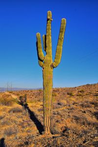 Cactus saguaro carnegiea gigantea, south mountain park preserve, pima canyon, phoenix arizona desert