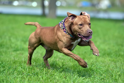 Dog running on grassy field