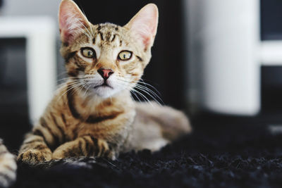 Close-up portrait of a cat