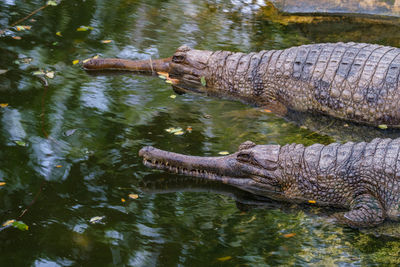 View of crocodile in lake