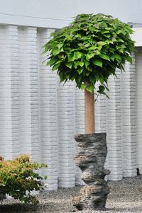 Ivy growing on wall