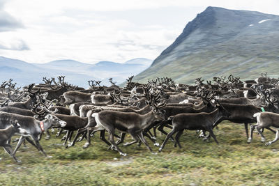 Reindeers in mountains