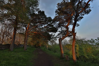 Trees in forest