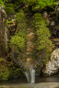 Close-up of water flowing in forest