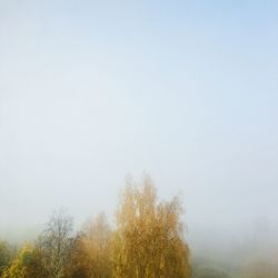 Trees against clear sky