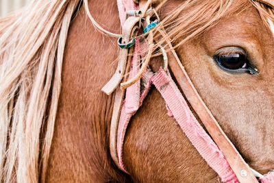 Close-up of a horse