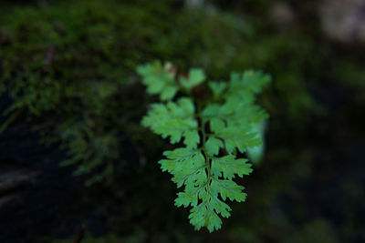 Close-up of plant