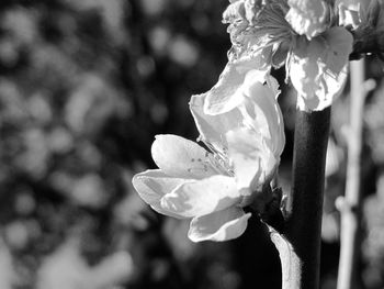 Close-up of fresh flower blooming on tree