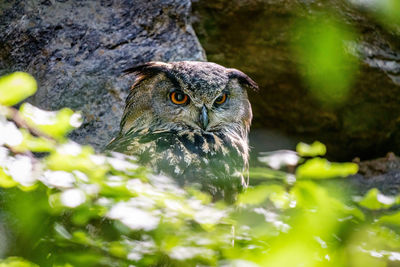 Close-up of bird