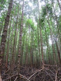 Low angle view of bamboo trees in forest