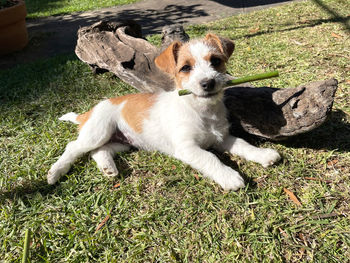 High angle view of dog on field