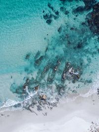 High angle view of turtle in sea