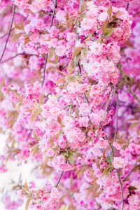 Close-up of pink flowers on tree