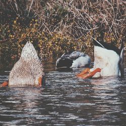 Swan swimming in lake