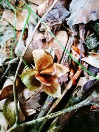 Close up of leaves