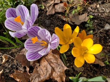 High angle view of purple crocus flowers on field