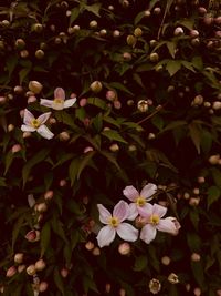 High angle view of flowering plant