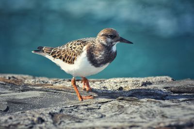 Close-up of seagull perching