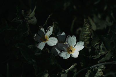 Close-up of white flowering plant