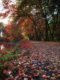 Sunlight falling on autumn leaves