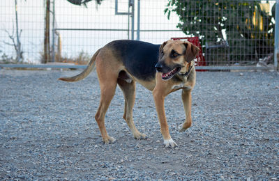 Dog standing on road