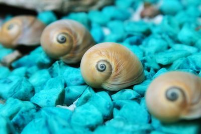 Close-up of seashells