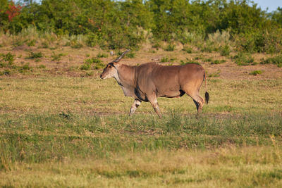 Big male eland in kruger