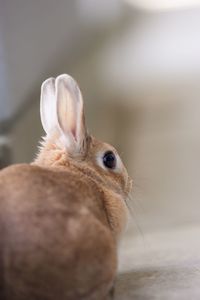 Close-up of a rabbit