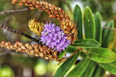 Close-up of bee on flower