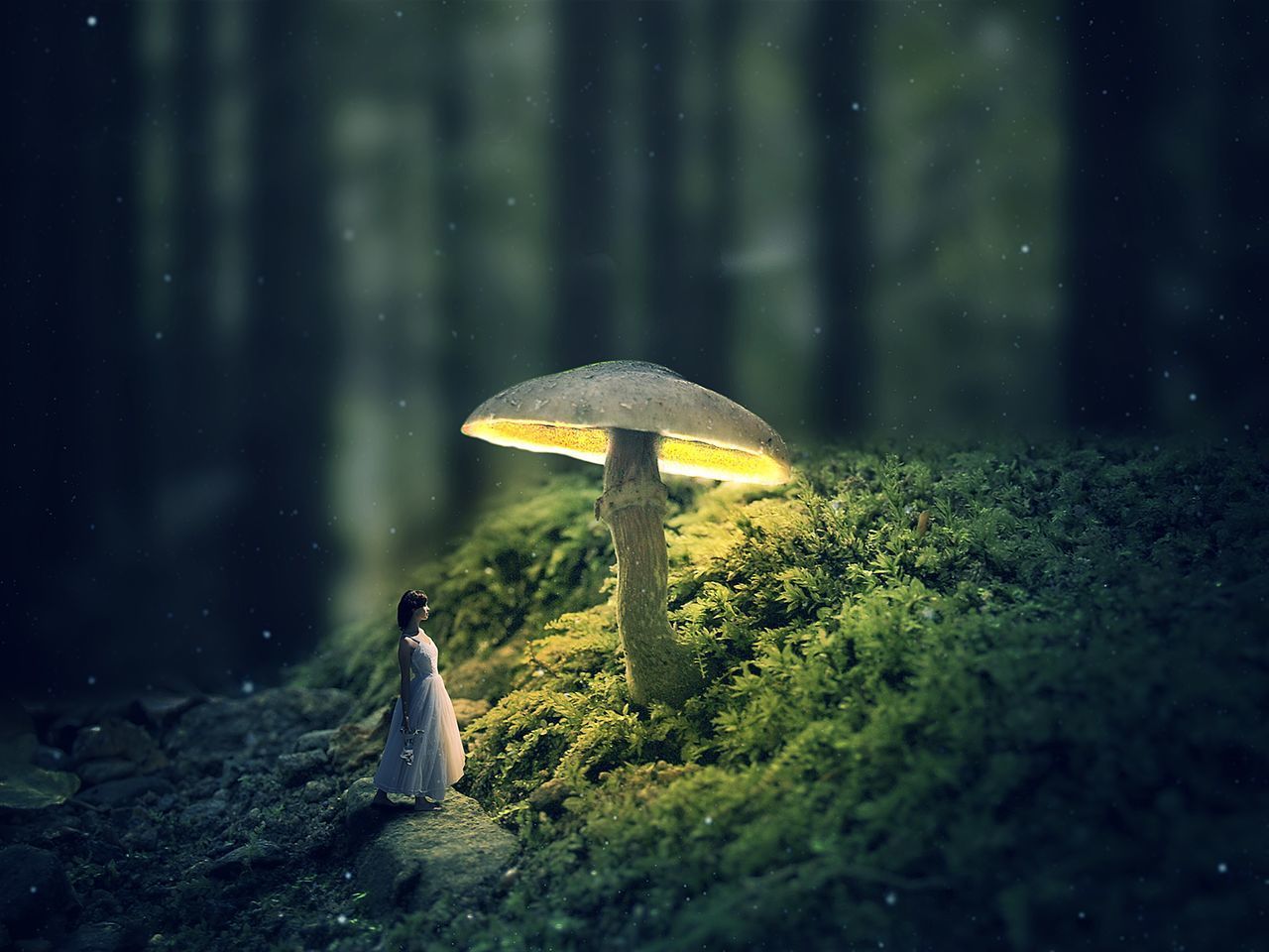 MUSHROOM IN FOREST