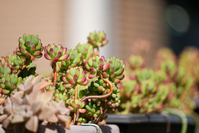 Close-up of pink flowering plant