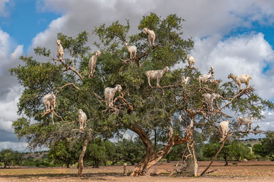 Low angle view of goats on trees against cloudy sky