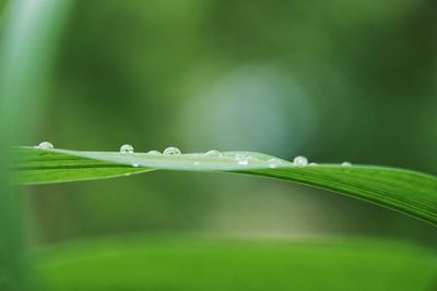 Close-up of raindrops on grass