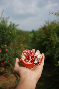 Close-up of hand holding pomegranate 