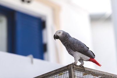 Close-up of bird perching on roof