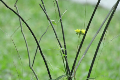 Close-up of plant