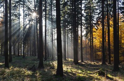 Pine trees in forest