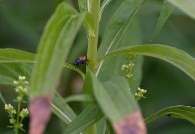 Close-up of ladybug on plant