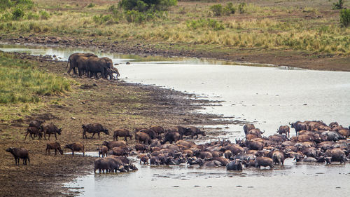 African buffalos and elephants on lakeshore