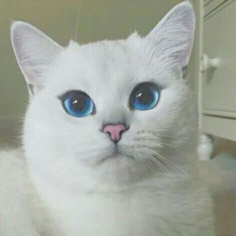 CLOSE-UP PORTRAIT OF WHITE CAT