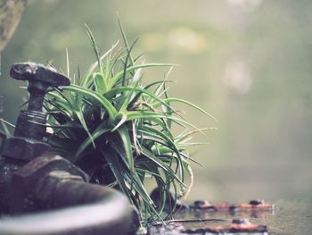 Close-up of potted plant