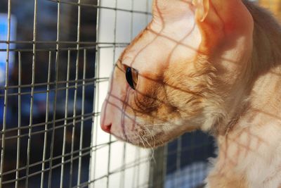 Close-up of a cat looking away