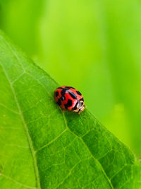 Close-up of ladybug on leaf